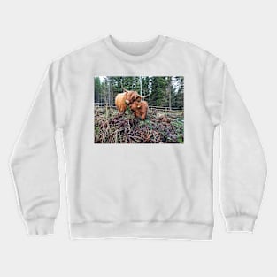 Scottish Highland Cattle Cow and Calf 1591 Crewneck Sweatshirt